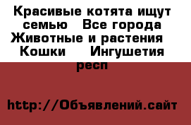 Красивые котята ищут семью - Все города Животные и растения » Кошки   . Ингушетия респ.